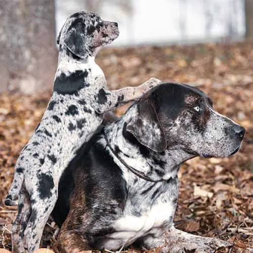 catahoula leopard dog and pup