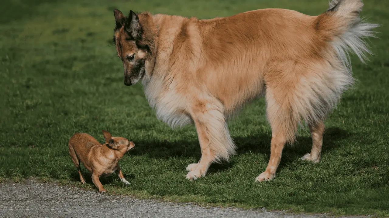 Dog sizes - Small size dogs - medium sized dogs - big dog breeds - Dog size